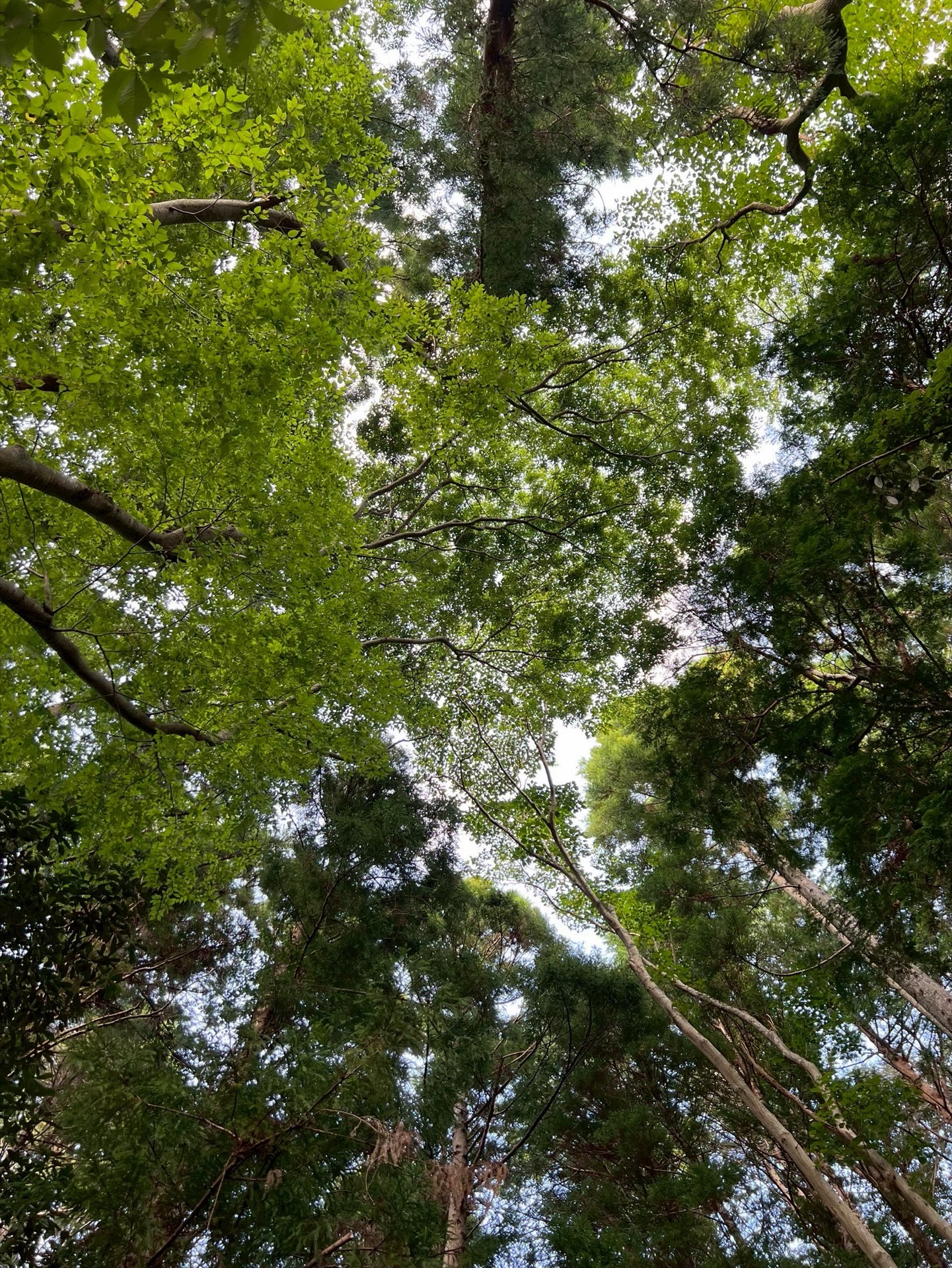 Forest canopy