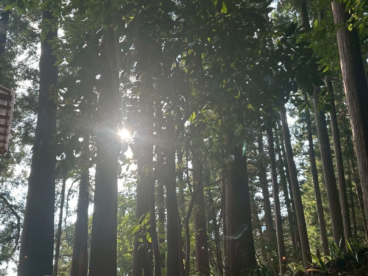 Light through the cedars
